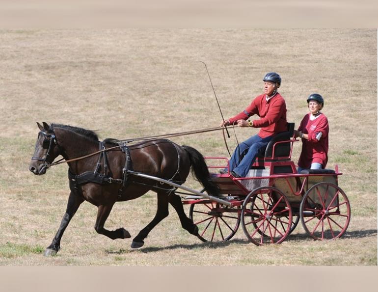 conditioning horses, keeping horse fit, how to keep horse healthy and strong