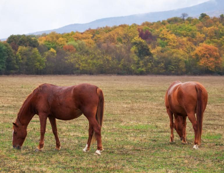 stomach Bots, equine tapeworms, bot flies, Dr. Wendy Pearson, University of Guelph, larvae pupate, horse care, Seasonal Parasite Control