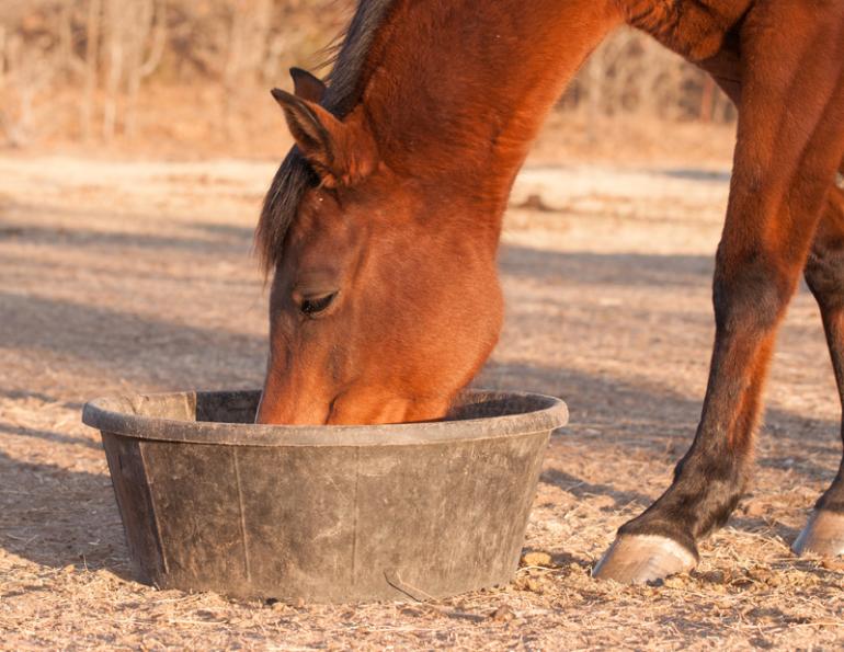 Beet pulp, horse feed, horse nutrition, Dr. Wendy Pearson, Herbs for Horses, Ontario Veterinary College Beet pulp, horse feed, horse nutrition, Dr. Wendy Pearson, Herbs for Horses, Ontario Veterinary College