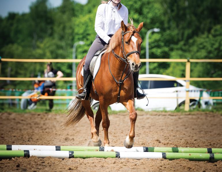 Jec A. Ballou, ground poles for horses, horse pole exercises, equine conditioning Canada, groundwork for horses, ridden pole work, horse training Canada, equine fitness, horse rehabilitation exercises, improving horse balance, horse proprioception, pole work benefits horses, Canadian horse industry