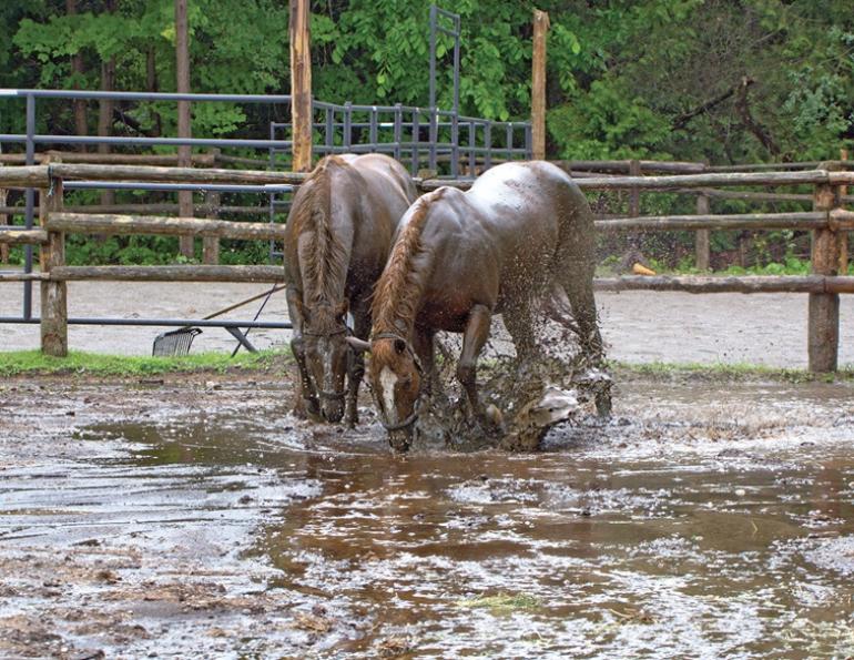 how to deal with horse farm mud, managing muddy horse farm, how to control manure management, managing horse manure 