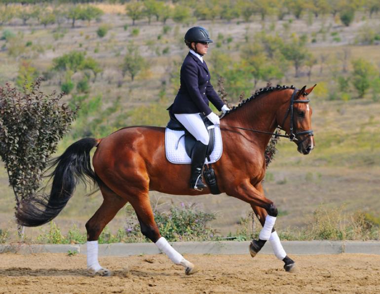karen pavicic training riding forward dressage impulsion, power dressage fei trainer dressage engage hind karen pavicic training riding forward dressage impulsion, power dressage fei trainer dressage engage hind
