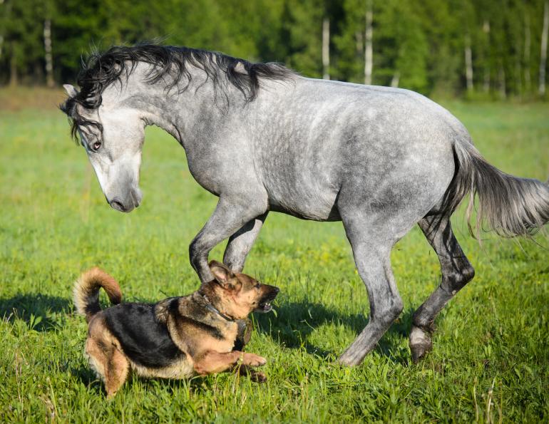 heat stress dogs, what to do if dog locked in car, my dog is suffering heat stroke, how to help overheated dog, what to tell heatstroke vet