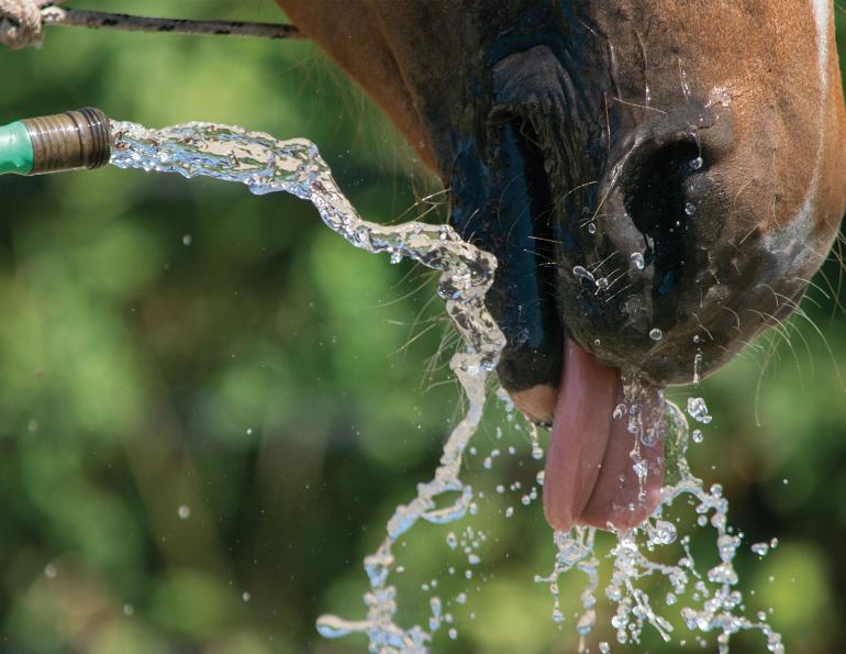hot weather horses, cooling a horse down, riding a horse hot weather, horse overheating, horse dehydrated, uc davis center for equine health