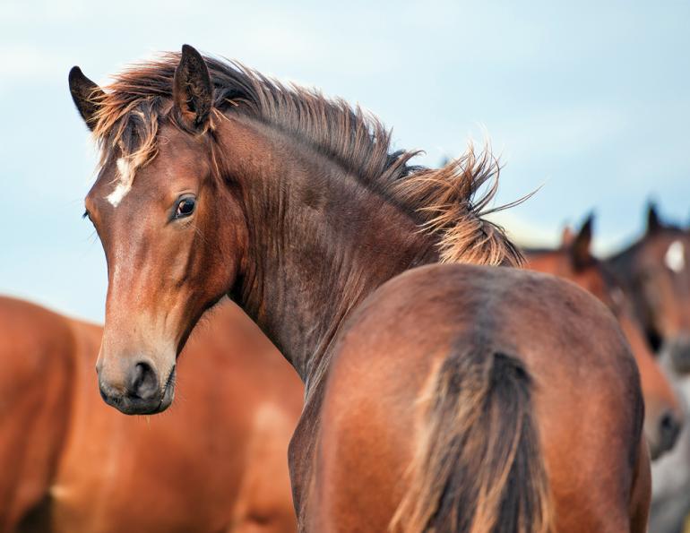 feeding a foal, food for a colt, filly nutrition, horse nutrition, growing horse, shelagh niblock