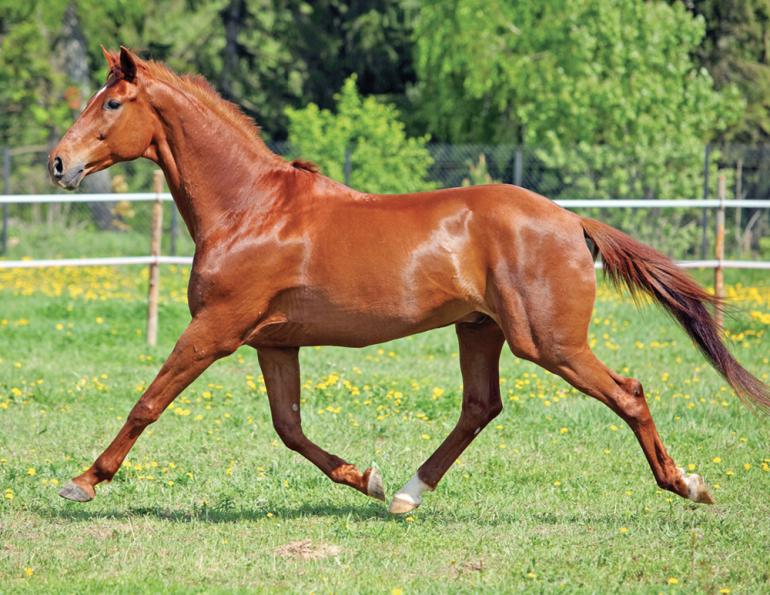 ways to budget horse expenses, how do I budget for horse expenses? Are horses expensive? create monthly budget for horse expenses