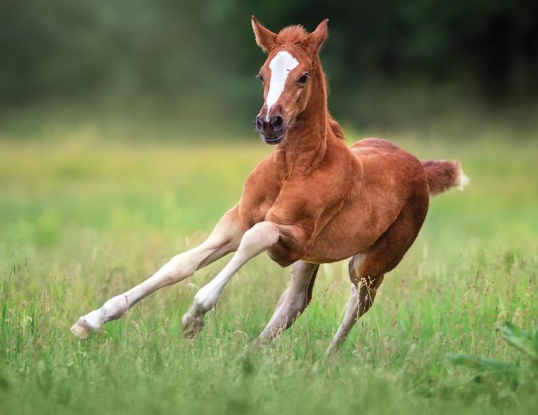 preparing for foal delivery, making foaling stall, mare labour, horses in labour, mare rejecting foal
