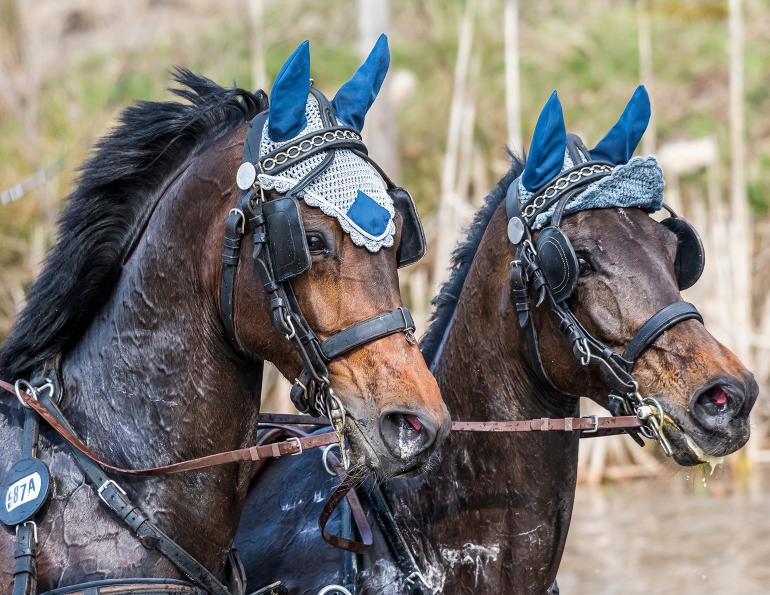 how to prevent a horse dehydration, equine guelph, riding horses in heat, summer horseback riding
