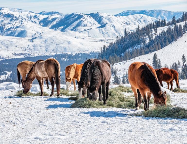 equine code of practice, code of practice for the care and handling of equines, shelagh niblock equine nutritionist