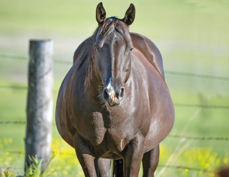 understanding the risks of equine herpesvirus for , Equine Herpes Virus, Dr. Tracey Chenier, respiratory illness in equine athletes, EHV in horses, EHV effects on horse breeding, dangers of equine herpesvirus for broodmares, effects of EHV on horse breeding operations