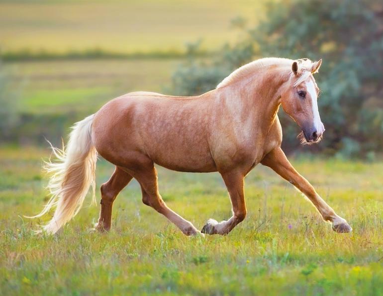 equine sports therapy, tracking system horse, how should a horse move, preventing a horse injury, lockie Phillips emotional horsemanship equine bodyworker, improve horse's body awareness