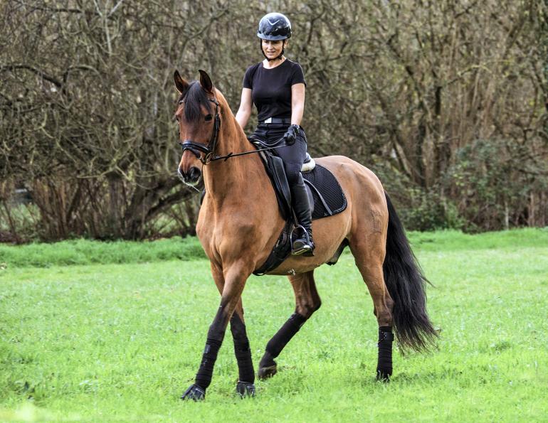 horse won't progress, will clinging horse trainer, training green horse, challenging to train horse