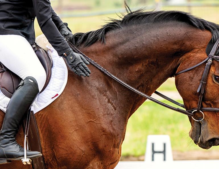 equestrian training Canada, horse show mistakes, riding improvement tips, equestrian competition advice, horse behaviour training, dressage errors, hunter jumper tips, reining mistakes, Canadian riders, learning from riding mistakes