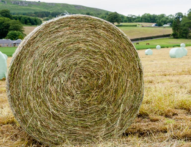 what type of hay should i give horse, horse haylage versus horse silage versus hay for horses shelagh niblock