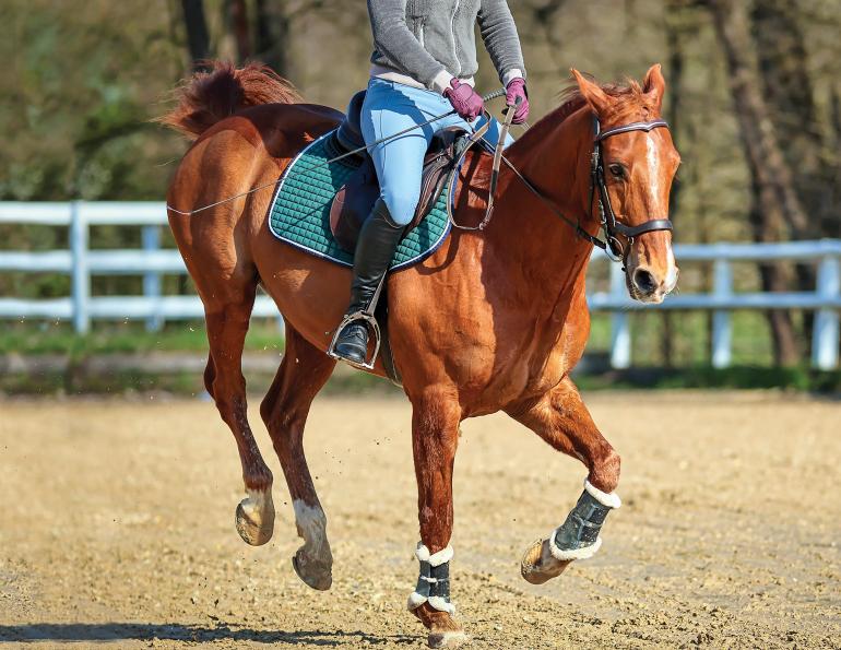 prepare a horse for show, develop skills horse, refusal horse jump, lindsay grice, groundwork horses, downtime horses