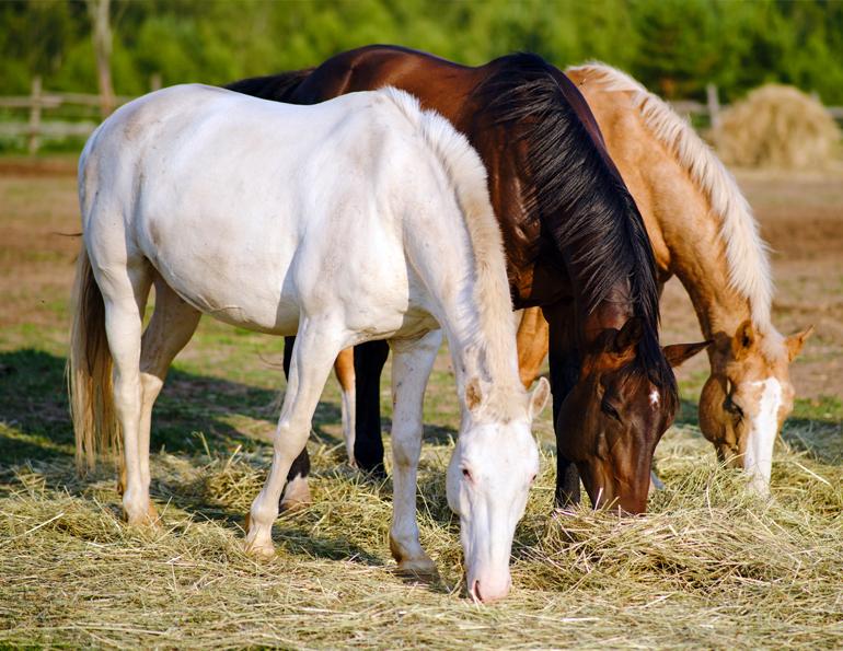 Shelagh Niblock, low-starch equine diets, manage equine carbohydrates, equine digestive system, horse digestive system, equine digestive tract, equine esophagus, equine small intestine, equine hind gut, importance fibre horses, equine blood glucose levels, Polysaccharide Storage Myopathy, equine metabolic disorder, equine digestion, horse digestion, horse care