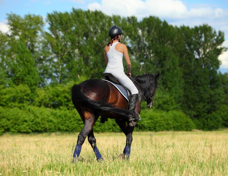 overheating horse too hot summer riding heat