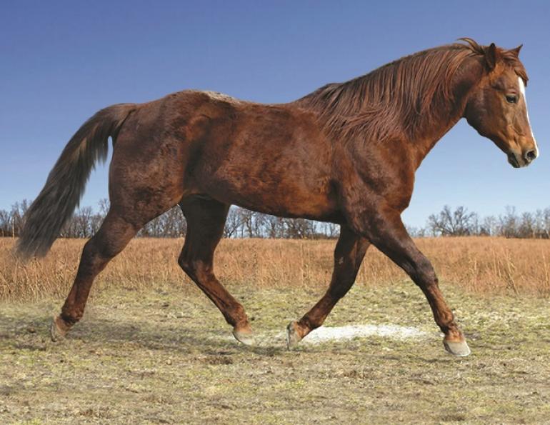 senior horse, aging horse, older horse, horse massage, equine massage, northwest school of animal massage