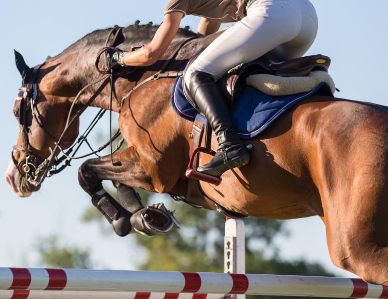 horse hyperflexion, rolkur, horse injury, horse training injury, navicular syndrome, caudal heel syndrome, equine hoof pain, horse joint, equine joint, equine sprain, horse sprain