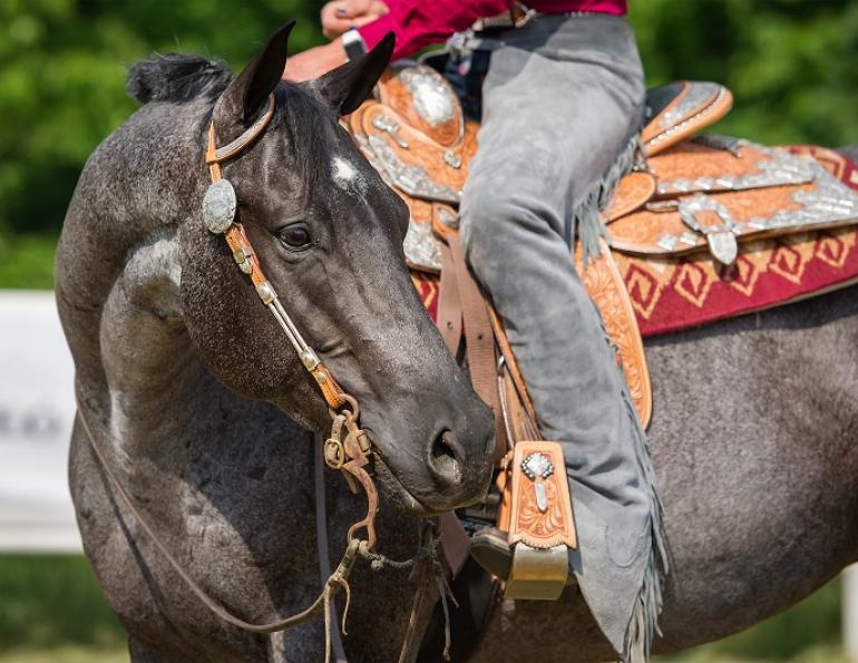 how can i keep my horse fit, how can i condition an old horse, dr kirby pentilla, conditioning older horse, caring for an older horse, joint injections horse, senior performance horse