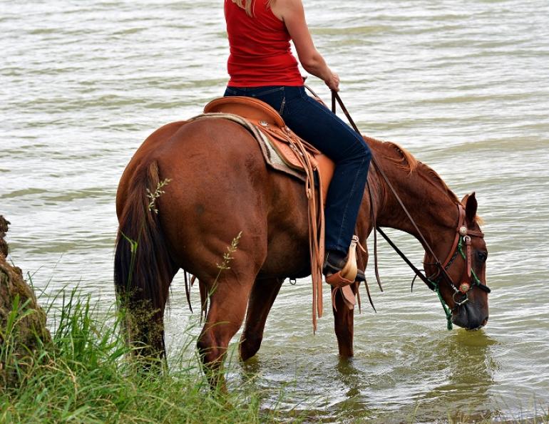horse dehydration, equine sweating, horse overheating
