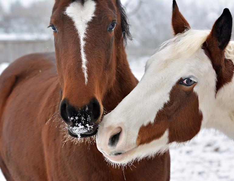 caring for horse winter, outdoor horse, winter equine management, horse nutrition winter, equine guelph management of equine environment course, equine colic, horse shelter winter, heated water horse, winter footing horse