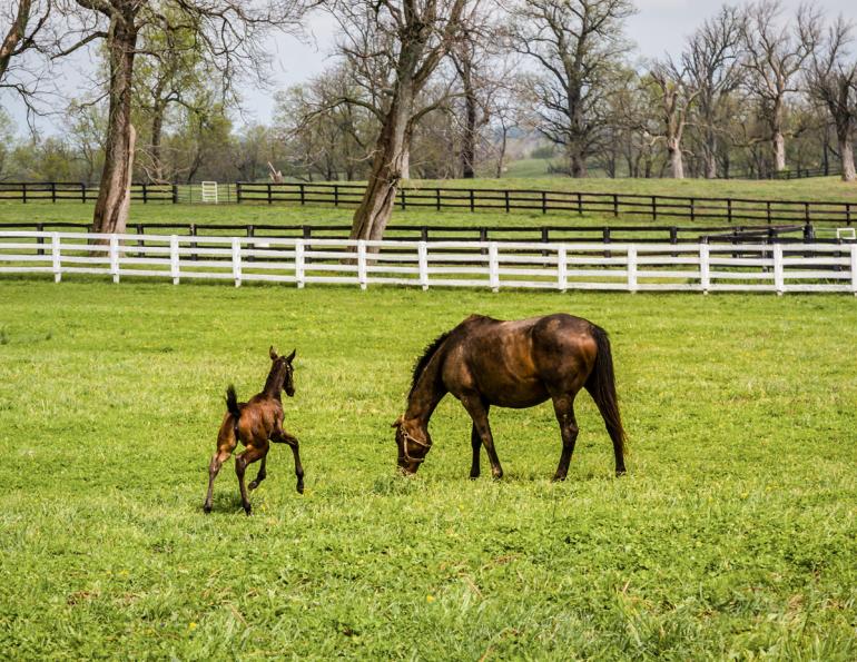 Safe horse fencing options, effective horse fencing Options, what makes a good horse fence, choosing effective horse fencing, choosing quality eletrical fencing for horses