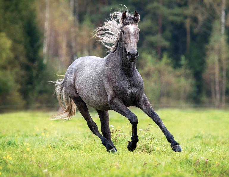 jec ballou, conditioning horse, training young horse, exercising horse, jec ballou exercises, ground pole exercises
