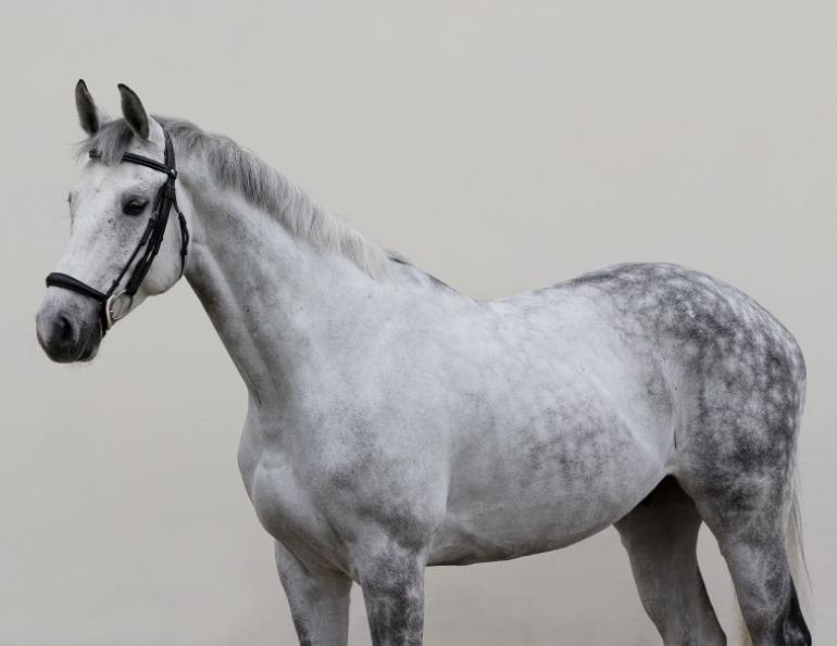 equine nosebands, equine martingales, horse whips, draw reins, tack allowed equestrian competition, aqha competition rules, equestrian canada competition rules