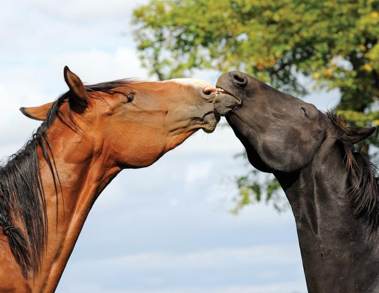 equine herpes virus, diseases horses, flies horses, infectious diseases horses, aerosol droplets horses, preventing illness horses, equine biosecurity, equestrian pathogens