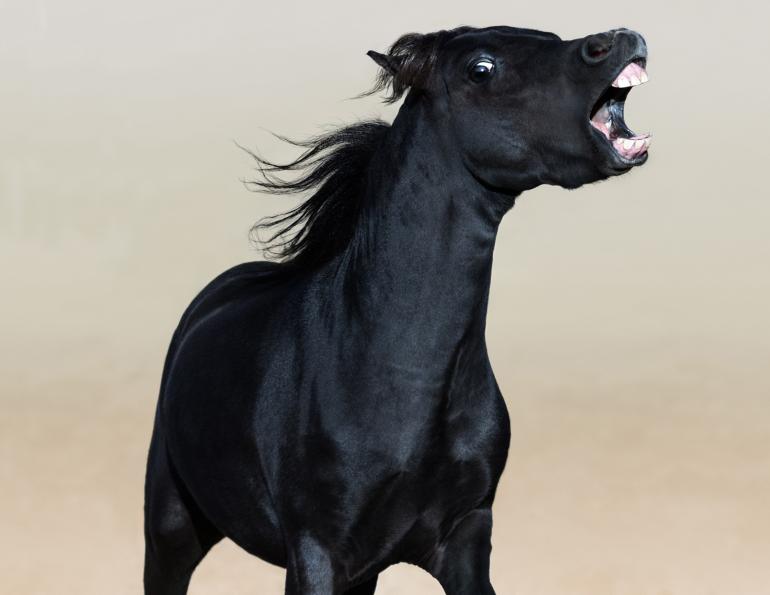 Mark Andrews equine science update, ovariectomy horses, why is my mare so grump, misbehaving mare, should i have my horse's ovaries removed?