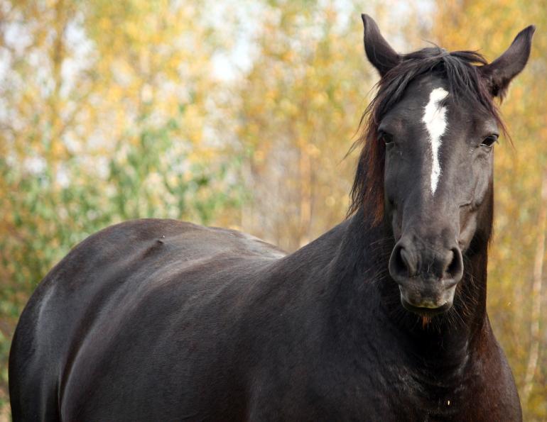 free choice feeding, pasture for horses, equine cushin's disease, eleanor m. kellon, vmd, equine cushings, pituitary pars intermedia dysfunction, ppid