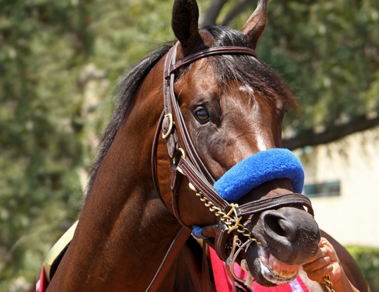 horse chain, horse abuse, hiaa, horse industry association of alberta, chaining a horse