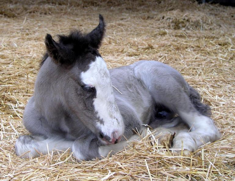 type of horse bedding, stall bedding, wood shavings horse barn, straw bedding equine, peat moss horse bedding