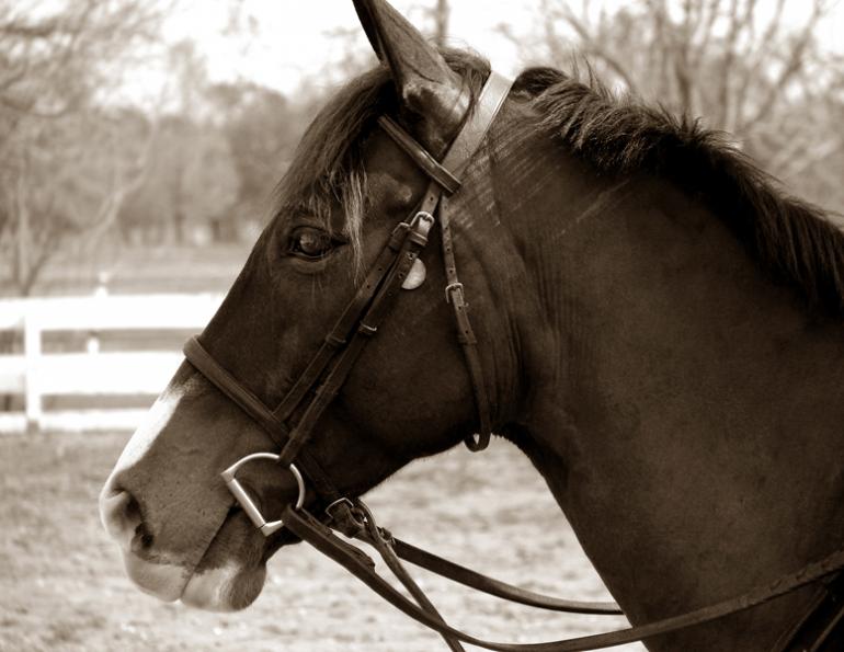 Desensitizing the "Quirky" Horse