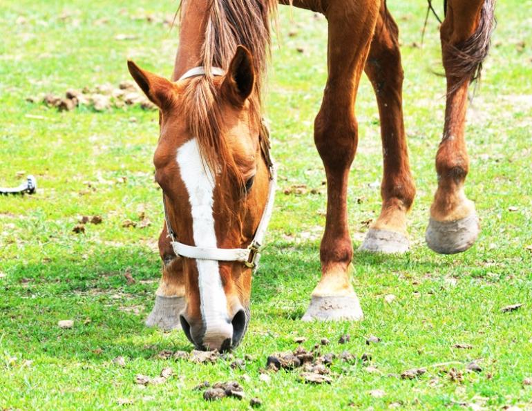 Equine Guelph, equine manure, horse manure, horse deworm, horse parasite, horse worm, equine worm, equine parasite, fecal egg count, horse fecal, equine fecal, Canadian Horse Journal, horse Canada, horse sport, horsemanship, Western horse, English horse