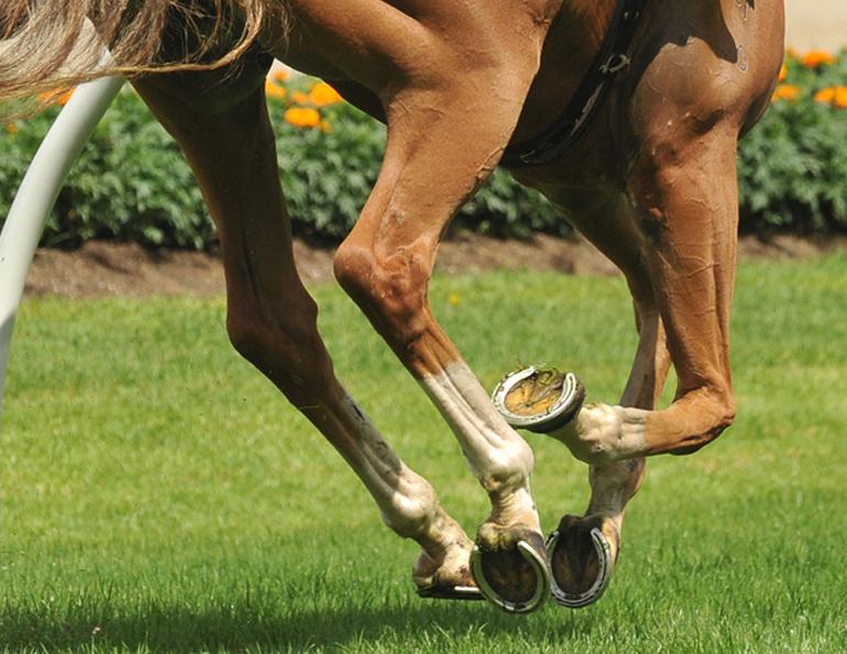 equine Hoof Care horse Dr. Wendy Pearson, feeding healthy hooves, biotin equine hooves