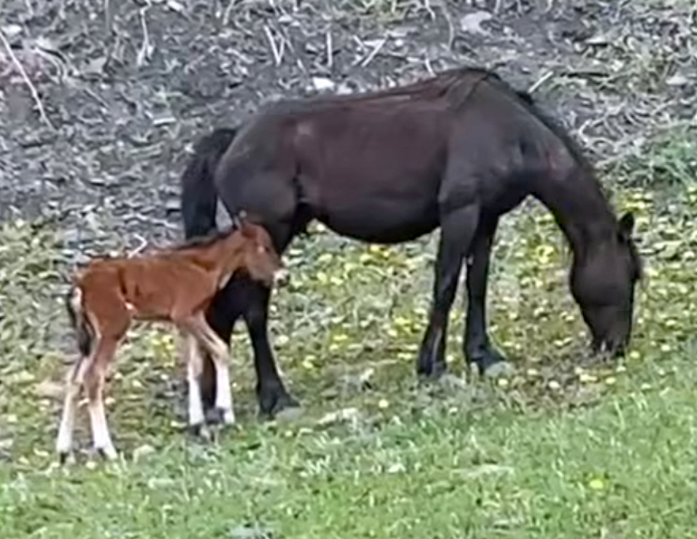 horse rescue, alberta wildies society, horse stories, horse rescued at panther river