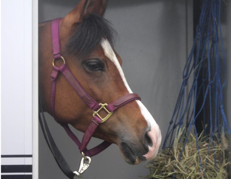 Transporting Horses with Fractures, Washington State University, horse veterinary, signs of fracture horses, sudden horse lameness, stabilize broken horse leg, horse care