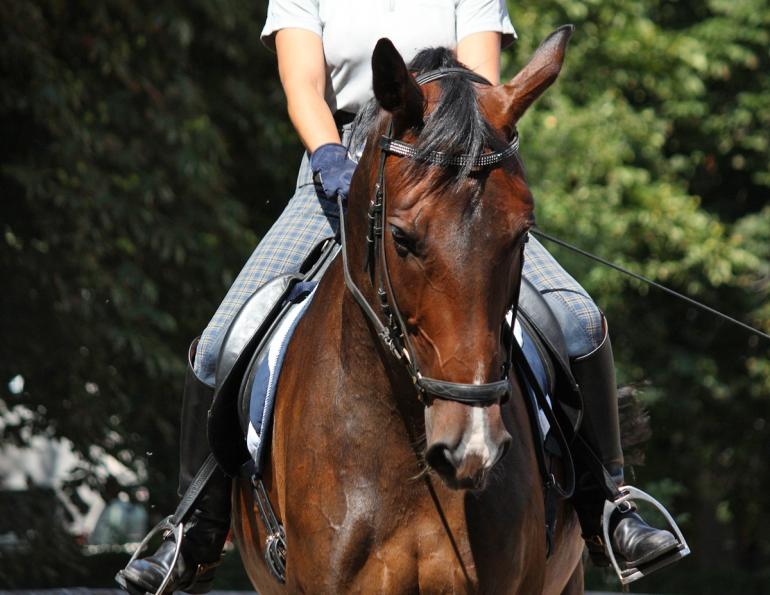 Jec Ballou, horse trainer, jec aristotle ballou, western dressage, jec ballou, dressage exercises for horse and rider, equine fitness Jec Ballou, horse trainer, jec aristotle ballou, western dressage, jec ballou, dressage exercises for horse and rider, equine fitness