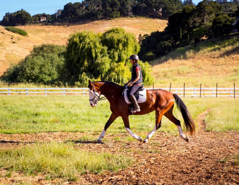 Jec Ballou, horse trainer, jec aristotle ballou, western dressage, jec ballou, dressage exercises for horse and rider, jec ballou, equine fitness, beyond horse massage, Jec Ballou Jec Ballou, horse trainer, jec aristotle ballou, western dressage, jec ballou, dressage exercises for horse and rider, jec ballou, equine fitness, beyond horse massage, Jec Ballou