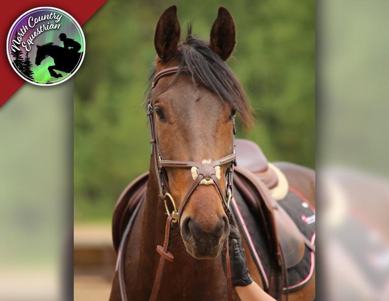 Abby Stilwell, equestrian perseverance, horse ownership challenges Canada, cost of owning horses, horse injuries and setbacks, equestrian lifestyle Canada, horse rider mindset, managing horse expenses, equestrian grit and determination, horse care challenges, Canadian horse industry, horse ownership realities, equestrian struggles and success, riding setbacks, horse health issues, equestrian motivation