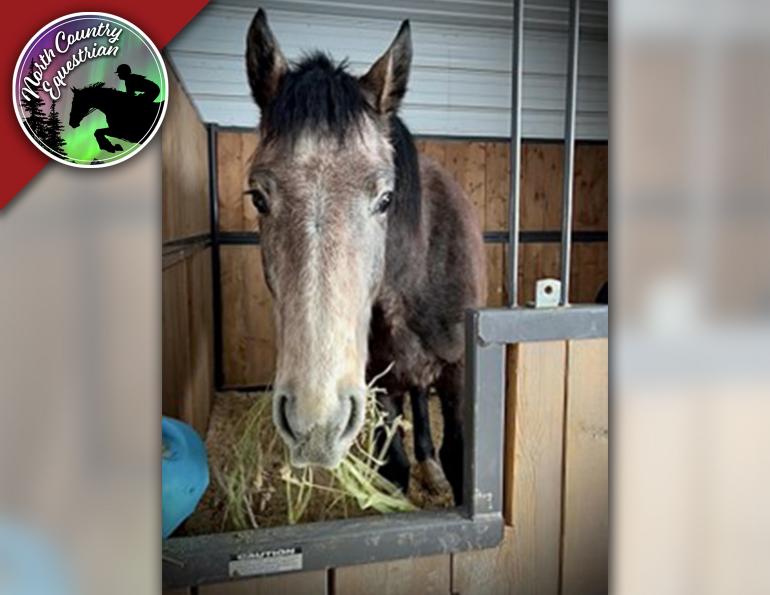 north country equestrian, abby stilwell horse blogger, canadian horse blogger, horse bloggers in canada