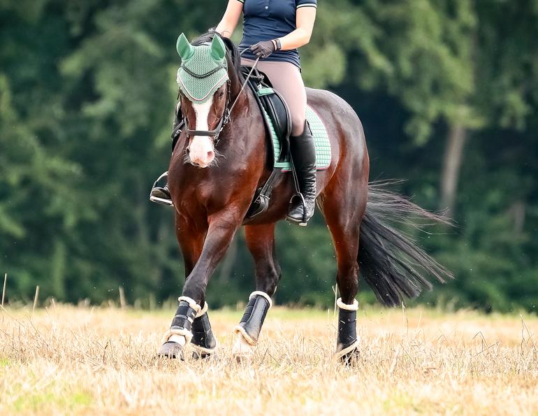 lightness when riding horses, jec ballou, stronger aids horses, how to be light on the bit