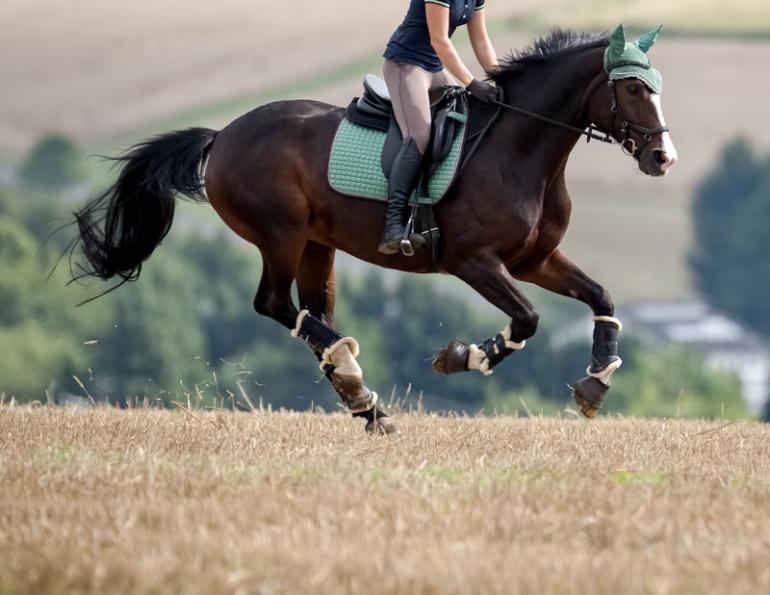 Jec Ballou, horse trainer, jec aristotle ballou, western dressage, jec ballou, dressage, exercises for horse and rider, equine fitness
