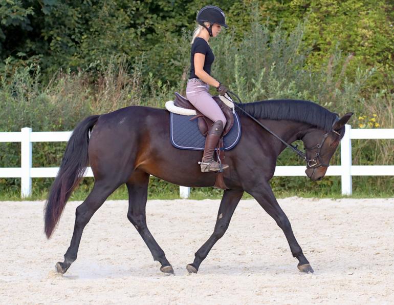 should i time my horse's ride? How do you train a horse by feel? how much time should I ride my horse? jec ballou horse traiing