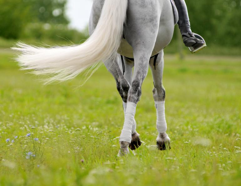Jec Ballou, horse trainer, jec aristotle ballou, western dressage, jec ballou, dressage exercises for horse and rider, jec ballou, equine fitness, beyond horse massage, Jec Ballou