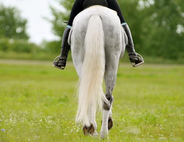 Jec Ballou, horse trainer, jec aristotle ballou, western dressage, jec ballou, dressage exercises for horse and rider, equine fitness