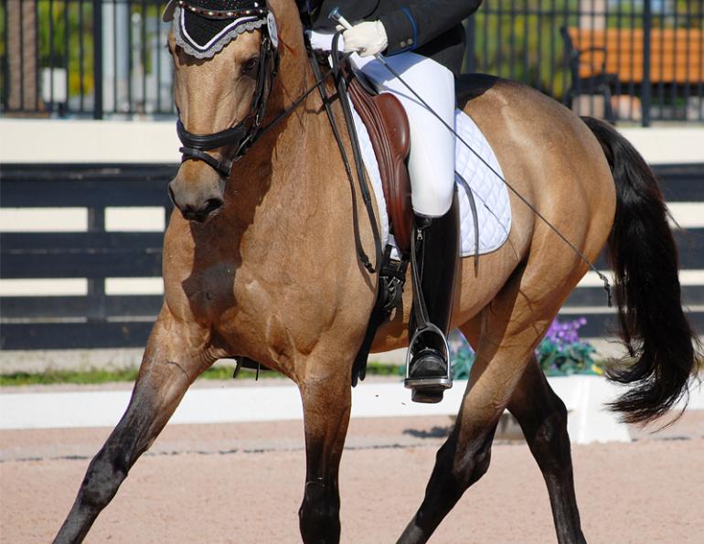Jec Ballou, horse trainer, jec aristotle ballou, western dressage, jec ballou, dressage exercises for horse and rider, jec ballou, equine fitness, beyond horse massage, Jec Ballou Jec Ballou, horse trainer, jec aristotle ballou, western dressage, jec ballou, dressage exercises for horse and rider, jec ballou, equine fitness, beyond horse massage, Jec Ballou