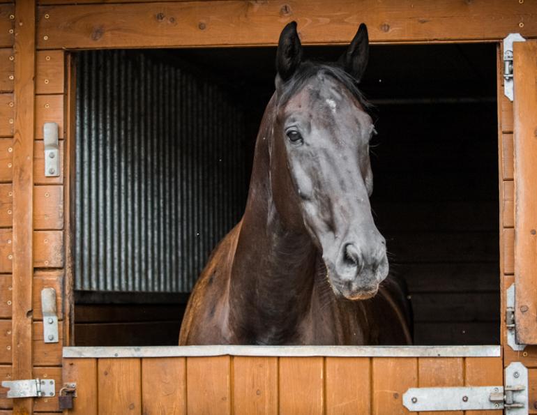 horse rehabilitation programs, equine rehabilitation programs, Jec Ballou, horse trainer, jec aristotle ballou, western dressage, jec ballou, dressage exercises for horse and rider, jec ballou, equine fitness, beyond horse massage, Jec Ballou